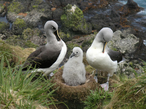 Grey-headed Albatross pair with chick by Rowan Treblico